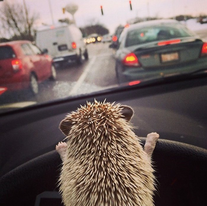 cute-hedgehogs-44__700