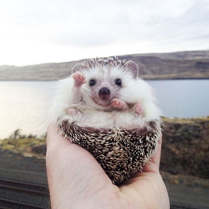 cute-hedgehogs-67__700