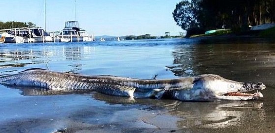 wtf-creature-washes-up-on-australian-beach-1