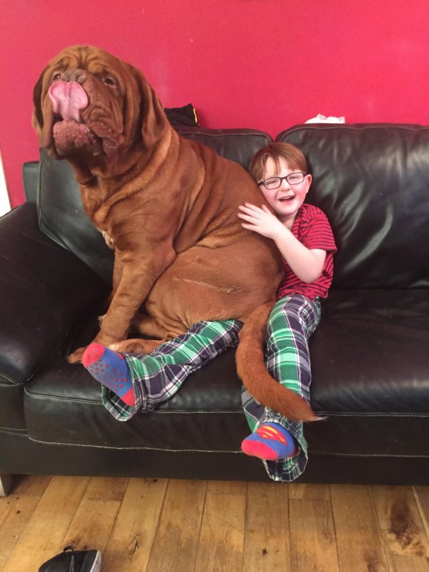 PIC FROM MERCURY PRESS (PICTURED: MARK CANNON, 5, WITH HIS DOGUE DE BORDEAUX, ALFIE) The parents of a visually-impaired youngster believe their huge family DOG saved their son from going BLIND ñ by showing them he had a dangerous condition with his eyes.   Mark Cannon, five, and his 13-STONE pet Alfie have been inseparable since he was born but his family could never explain why the dog always walked on Markís right.   Despite being baffled by Alfieís unusual habit, the family had Markís eyes checked and a school optometrist diagnosed him with astigmatism in his right eye last April ñ meaning he was almost blind in that eye.   It was then Mark's mum and dad Sharlene and Mark Snr, both 42, realised the giant Dogue de Bordeaux always stood to his right in a bid to act as a guide.   Eye doctors told the family Mark could have gone completely blind if they had not caught the condition when they did.   And Alfie even used his doctor's instinct to sniff out cancer in the familyís other Dogue de Bordeaux Cass, who sadly died last month aged 11. SEE MERCURY COPY