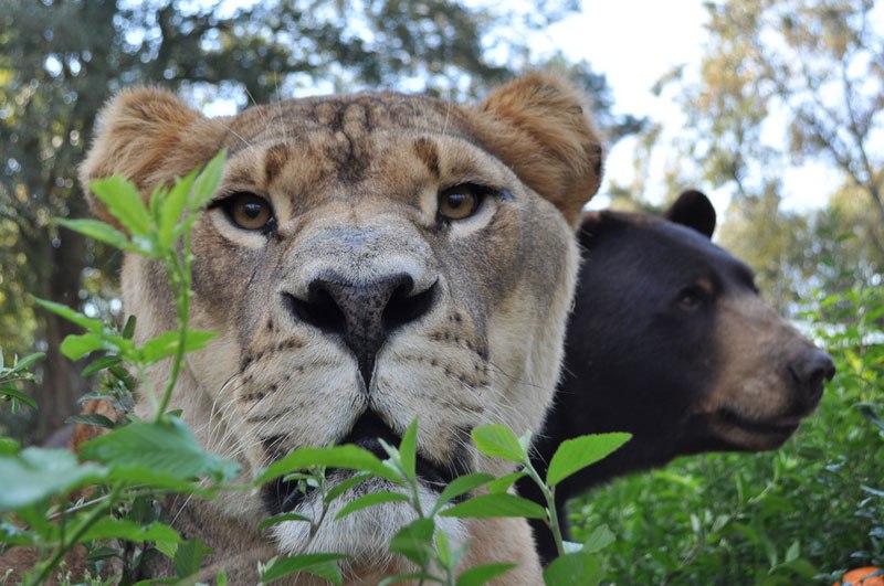 blt-bear-lion-tiger-noahs-ark-rescue-10