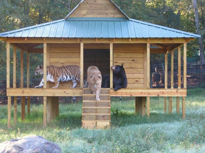 blt-bear-lion-tiger-noahs-ark-rescue-7 (1)