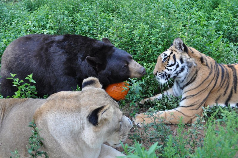 blt-bear-lion-tiger-noahs-ark-rescue-9