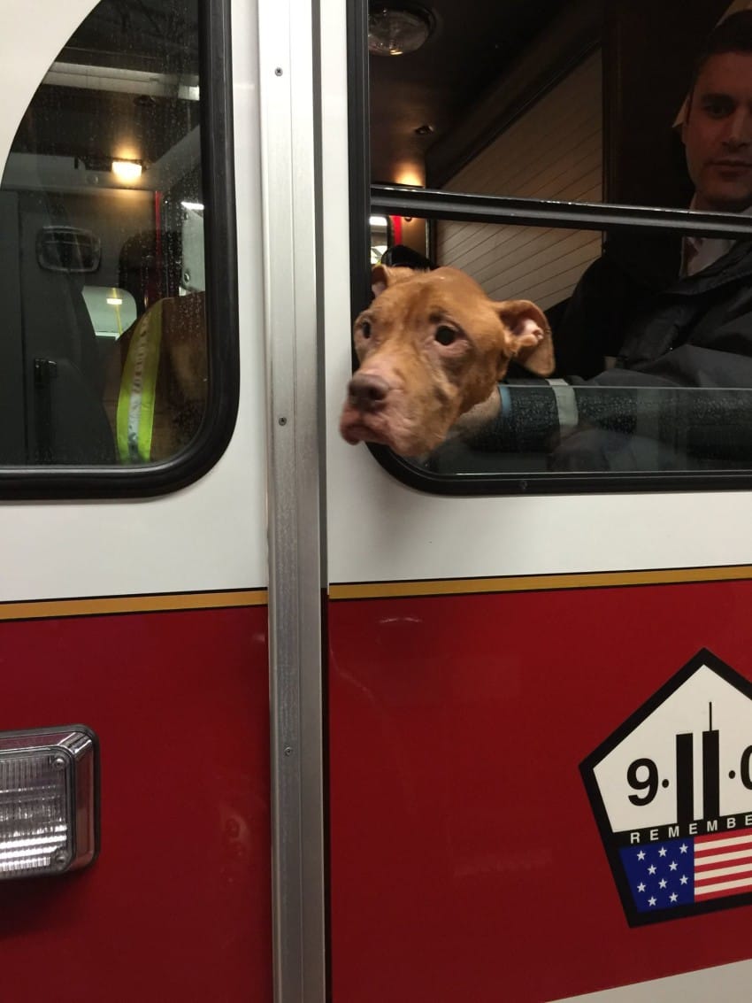 dog-on-the-bus