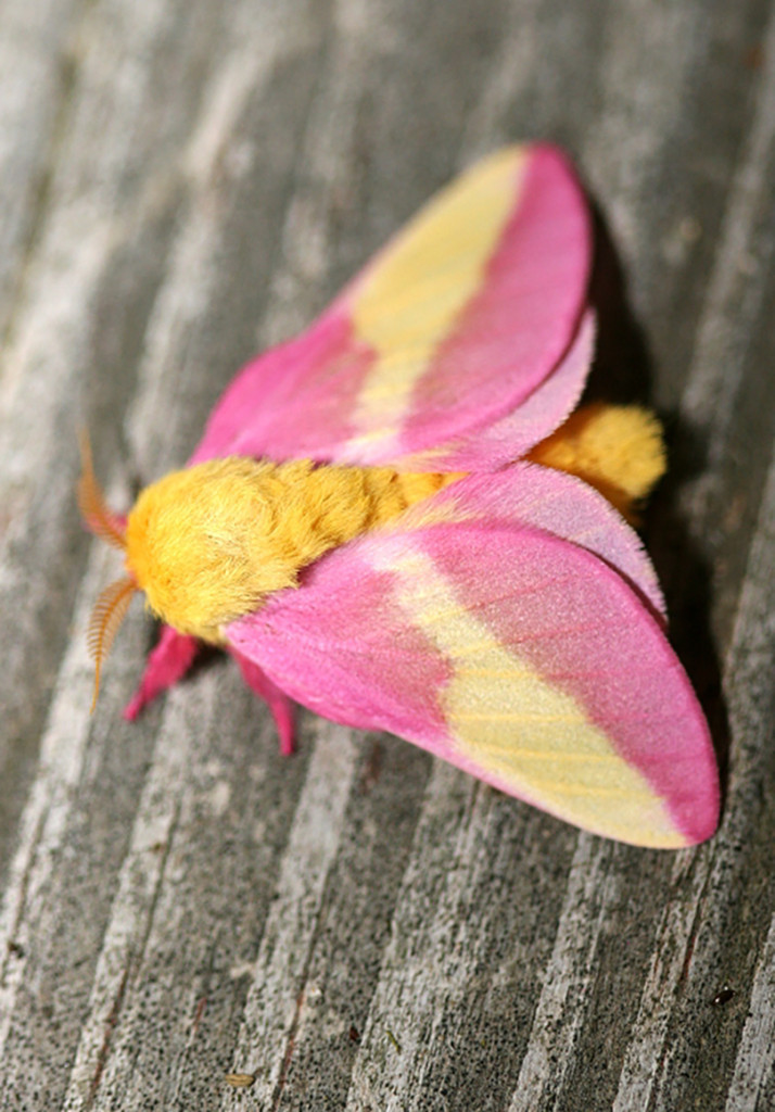 Rosy-Maple-Moth-photo-by-Bill-Hubick