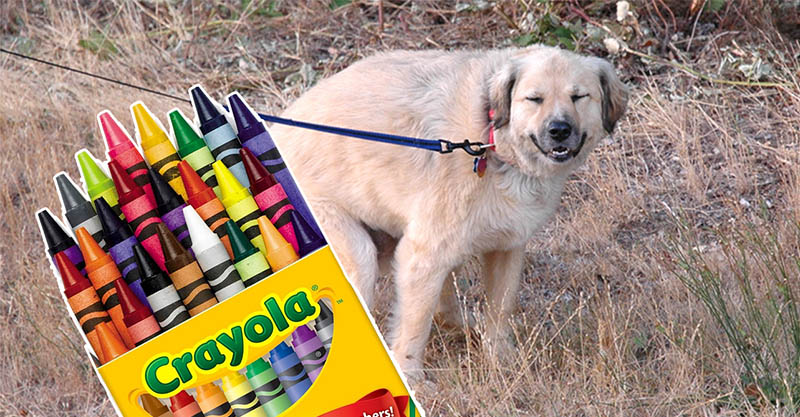 dog crayon