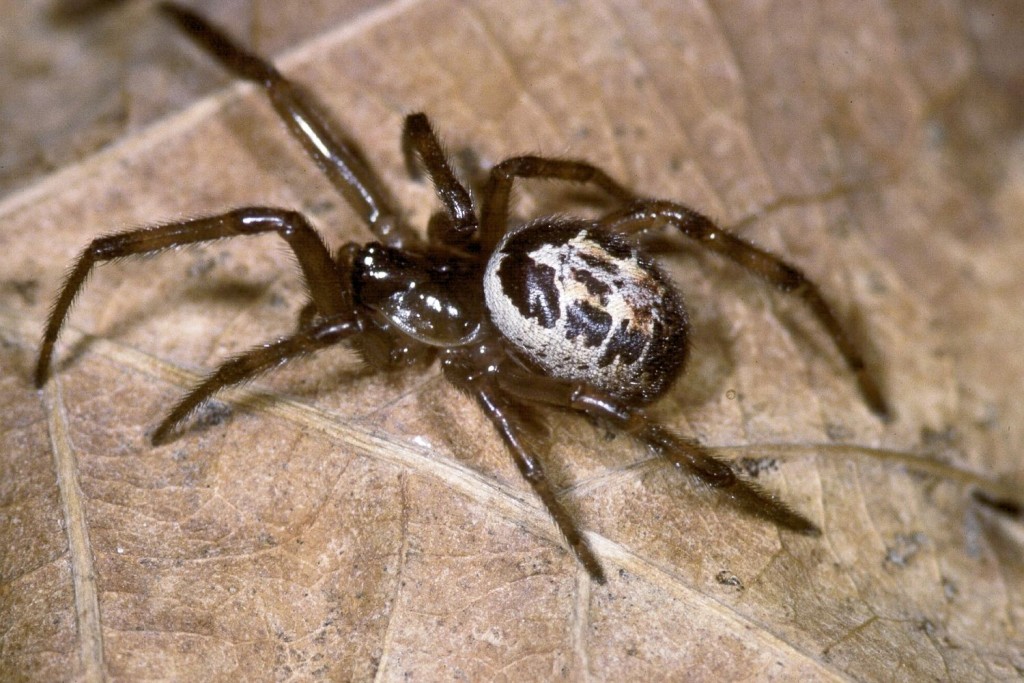 false-widow-spider-1