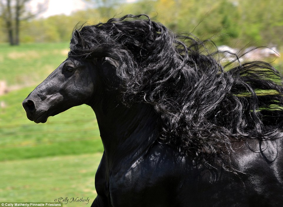 348CE43500000578-3604194-Fabulous_Friesian_The_horse_s_lustrous_mane_and_shiny_coat_have_-a-15_1464082328094