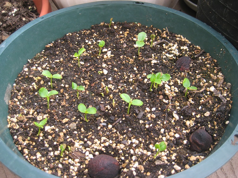 Carica_papaya_seedlings