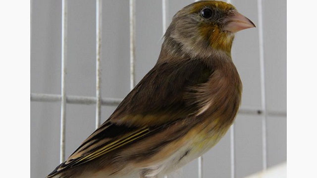 Goldfinch_Canary_hybrid-wikimedia
