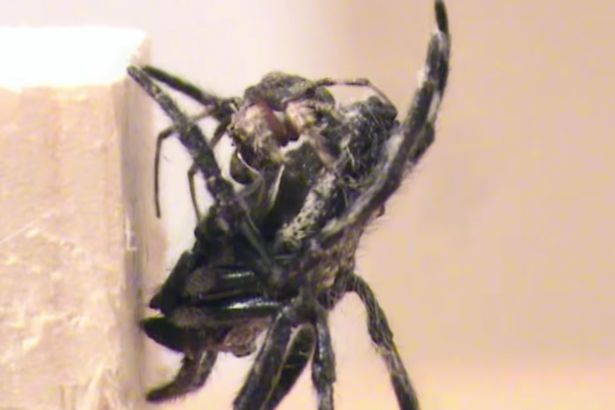 VID-Oral-sexual-encounters-in-Darwins-bark-spider