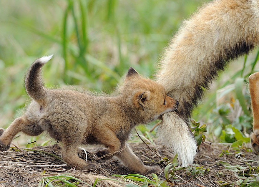 cute-baby-foxes-2-574436930d433__880
