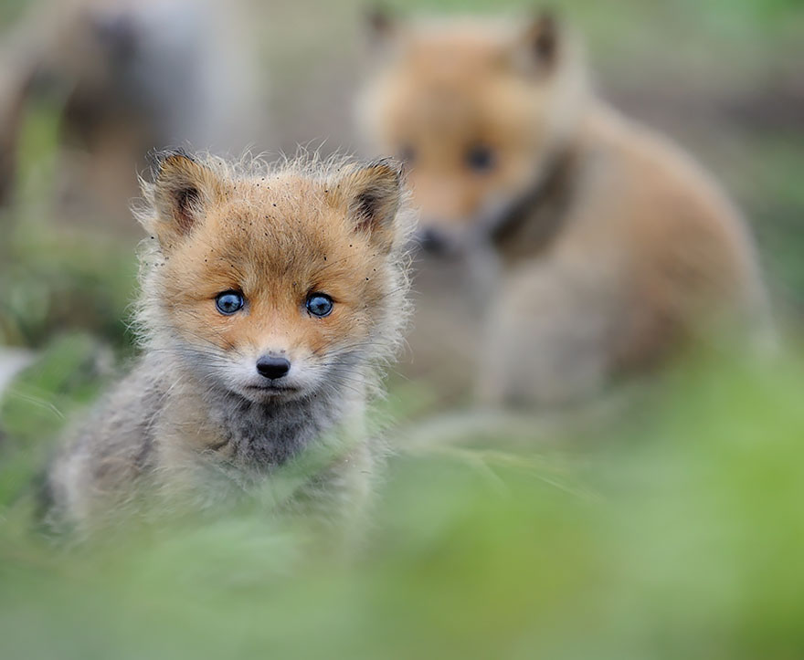 cute-baby-foxes-21-574436a939d5e__880