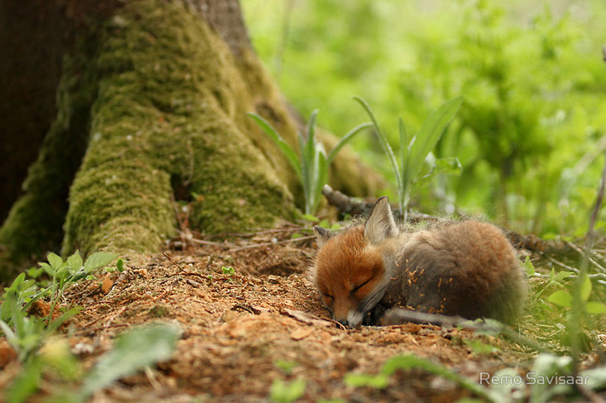 cute-baby-foxes-4-5744369763781__880
