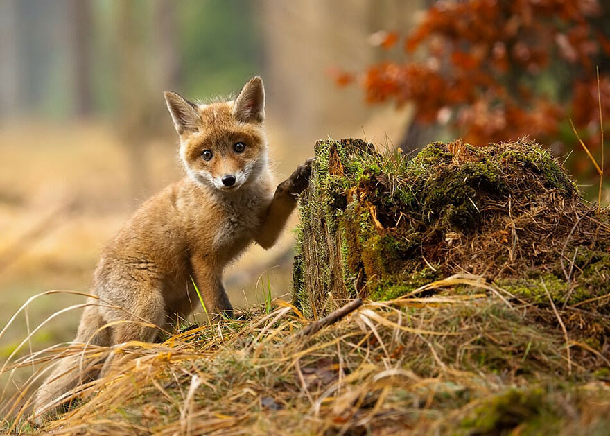 cute-baby-foxes-6-5744369a5c5e4__880