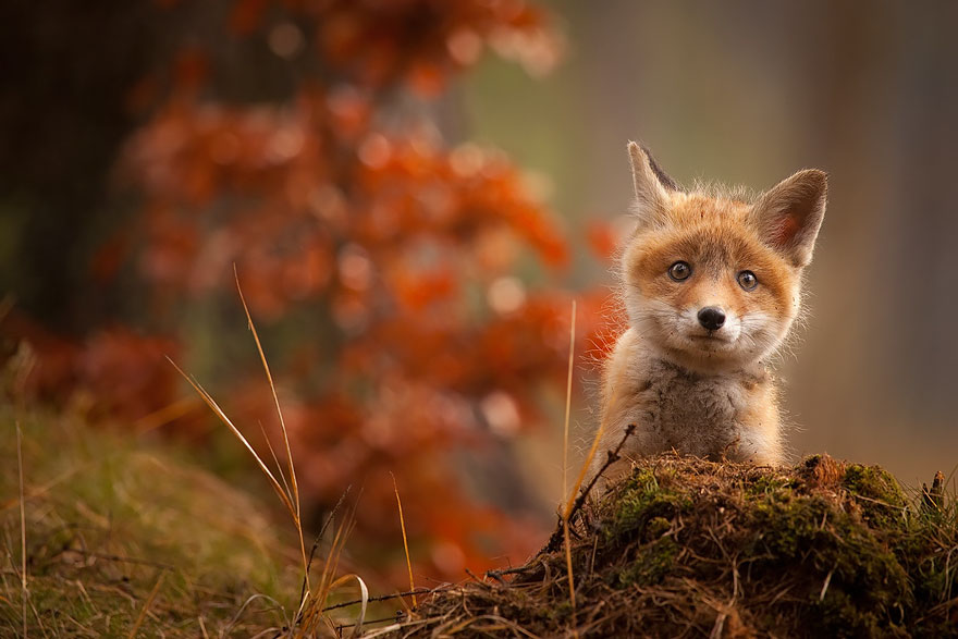 cute-baby-foxes-cubs-11-574436ae5e411__880