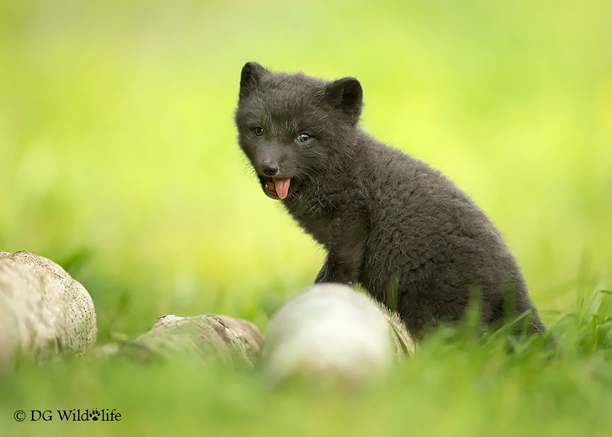 cute-baby-foxes-cubs-13-574436b339a38__880