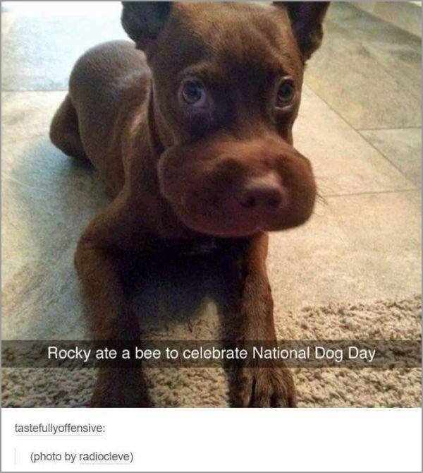 dogs-truly-are-mans-best-friend-33-photos-13