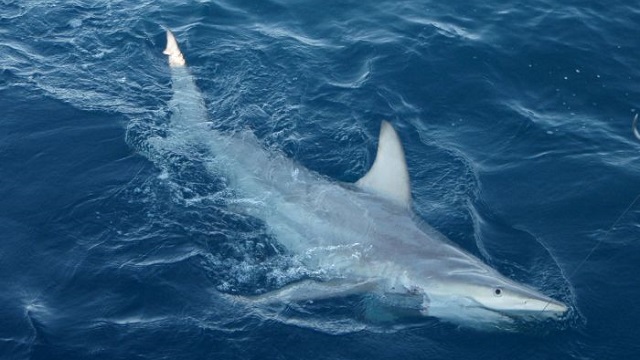 hybrid-black-tip-shark-abc-au