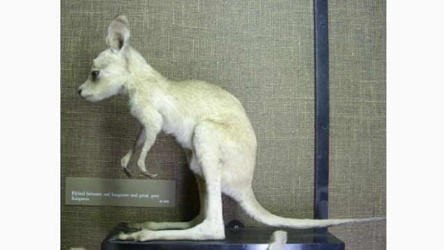 messy-beast-kangaroo-hybrid