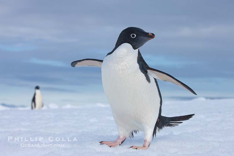 A curious Adelie penguin, standing at the edge of an iceberg, looks over the photographer.