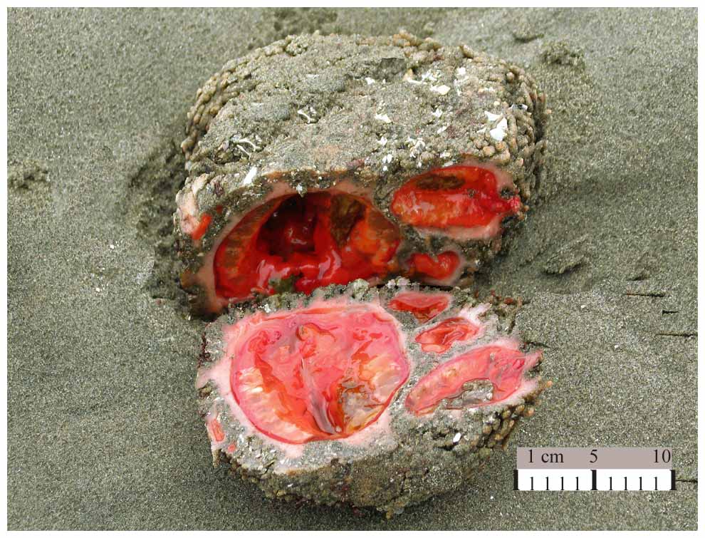 pyura_chilensis