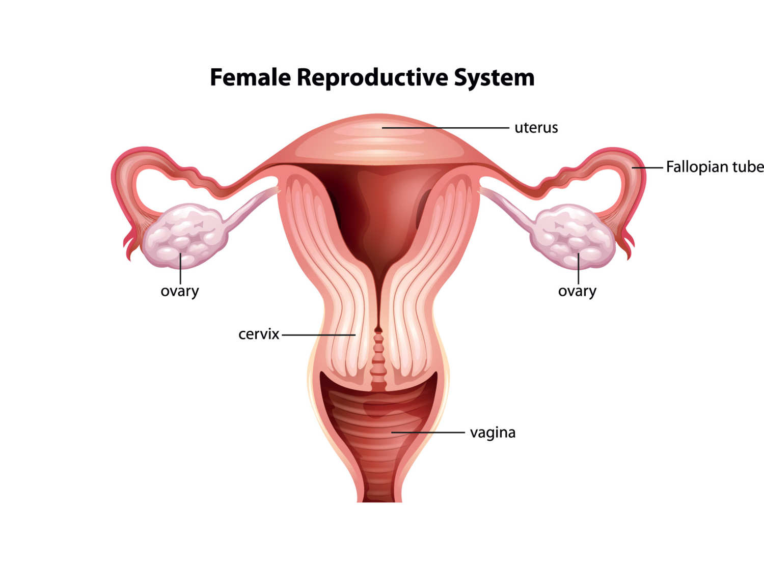 11-cervix-female-reproductive-system.w750.h560.2x