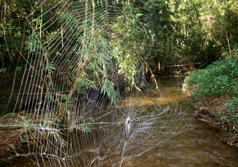 Caerostris_darwini_web