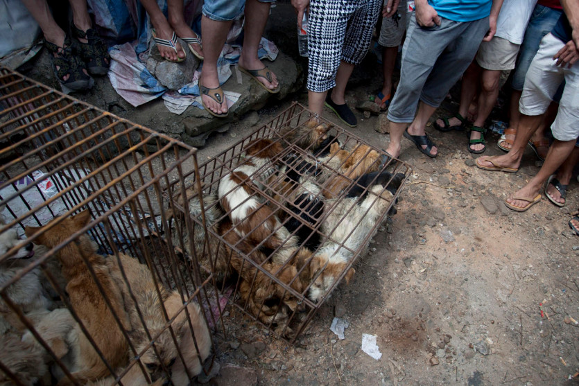 china_dog_meat_traditions-1