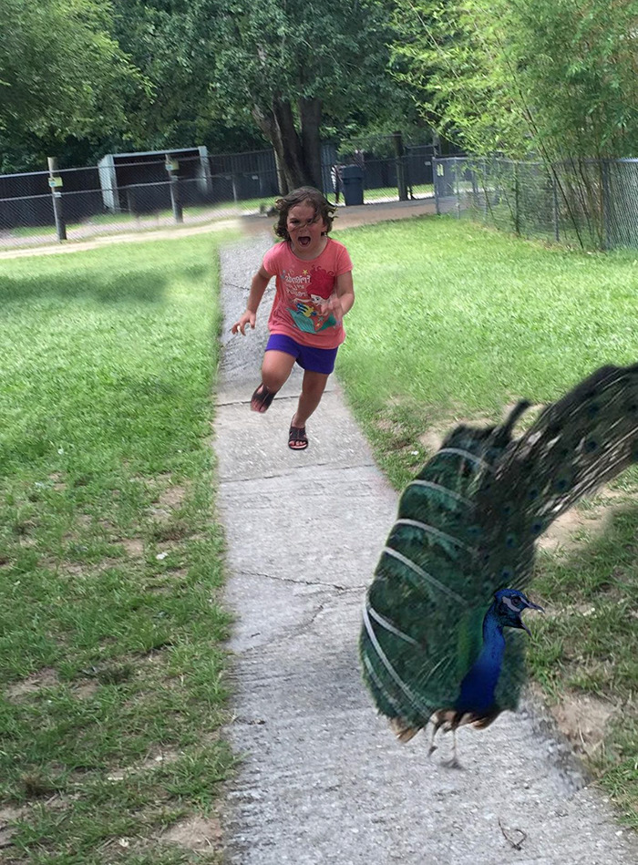 girl-running-from-peacock-photoshop-battle-23-57723bc7ea810-png__700