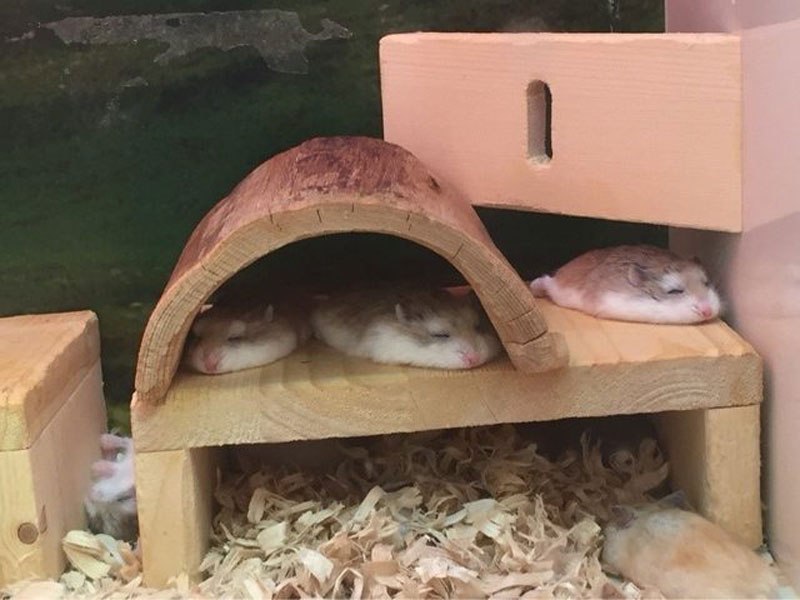 hamster-pancakes