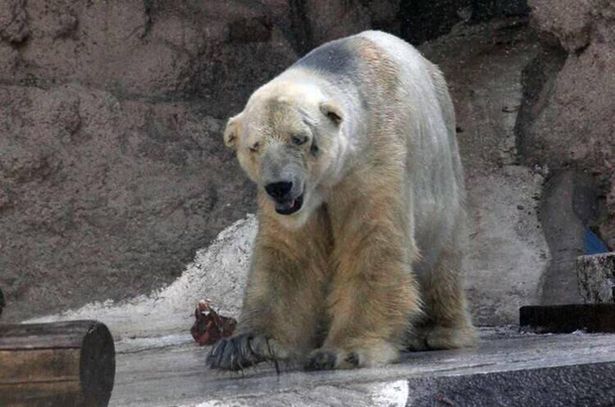 Arturo-polar-bear