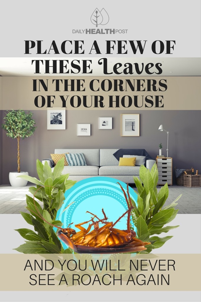 Place-a-Few-of-These-Leaves-in-the-Corners-of-Your-House-and-You-Will-Never-See-a-Roach-Again