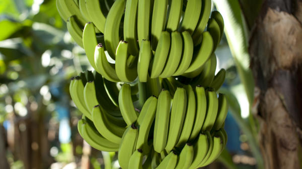 banana-curved-08