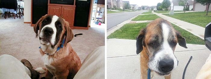 before-after-pets-growing-old-first-last-photos-24-577b7813e93ac__700