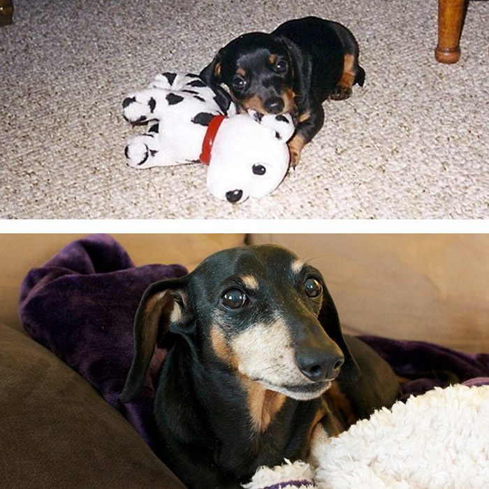before-after-pets-growing-old-first-last-photos-34-577b9bb7b274e__700-1