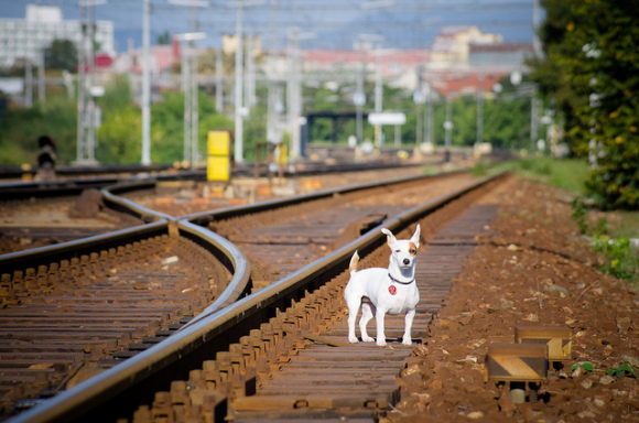 rail-dog-by-kurt-bauschardt