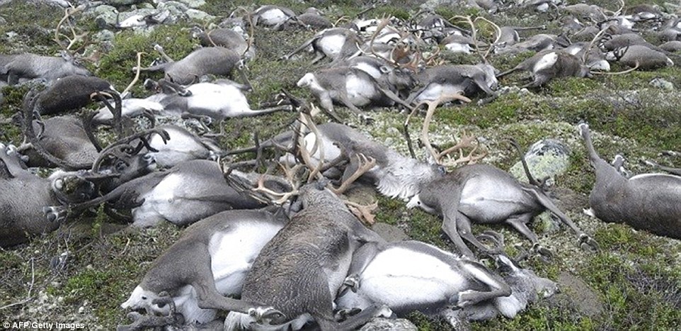 37ADA77A00000578-3763329-These_dead_reindeer_were_among_thousands_which_normally_migrate_-a-11_1472473296960