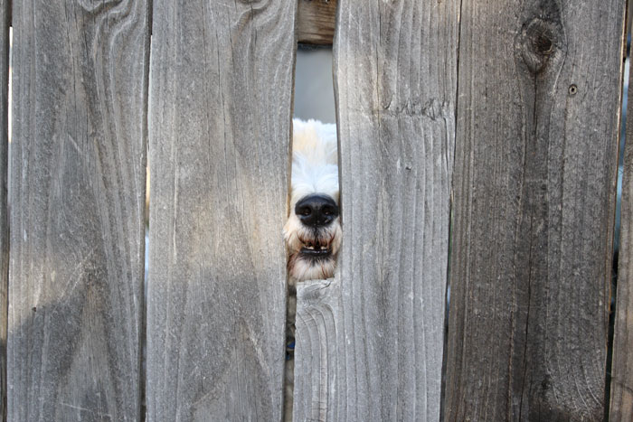 funny-dogs-sticking-heads-through-fences-16-57a2fef988d9d__700