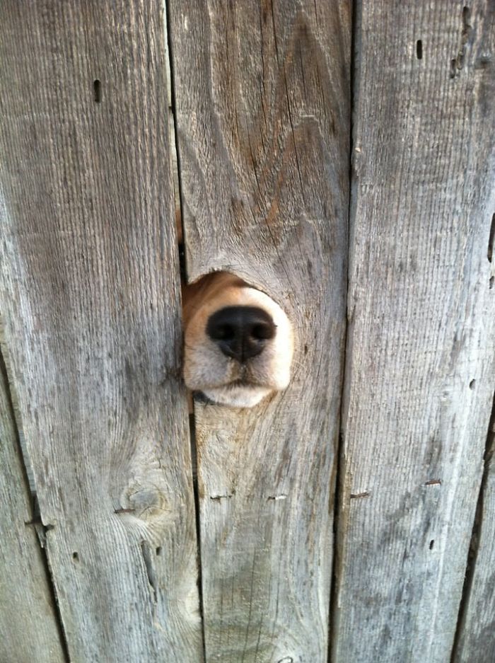 funny-dogs-sticking-heads-through-fences-39-57a44d8acbbba__700
