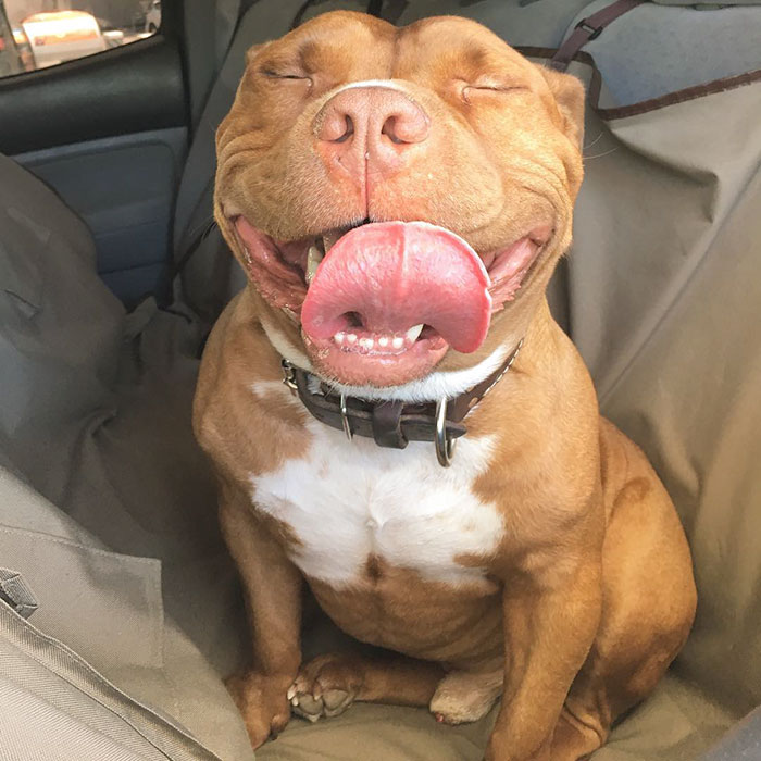 rescued-smiling-pitbull-meaty-21