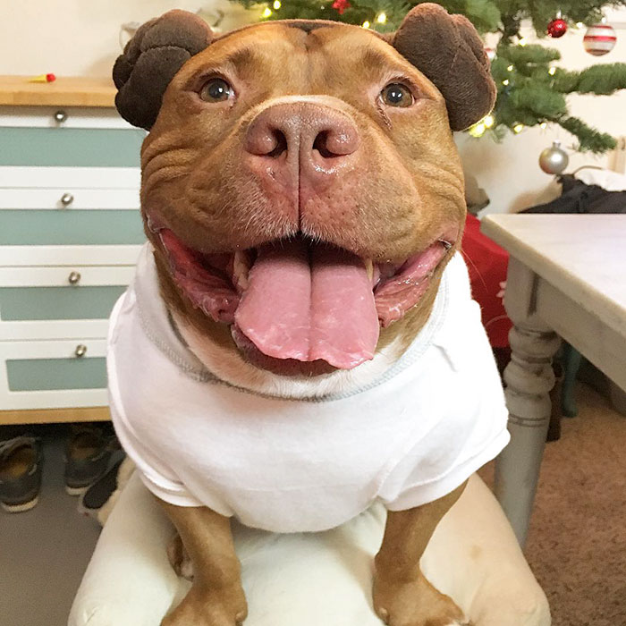 rescued-smiling-pitbull-meaty-26