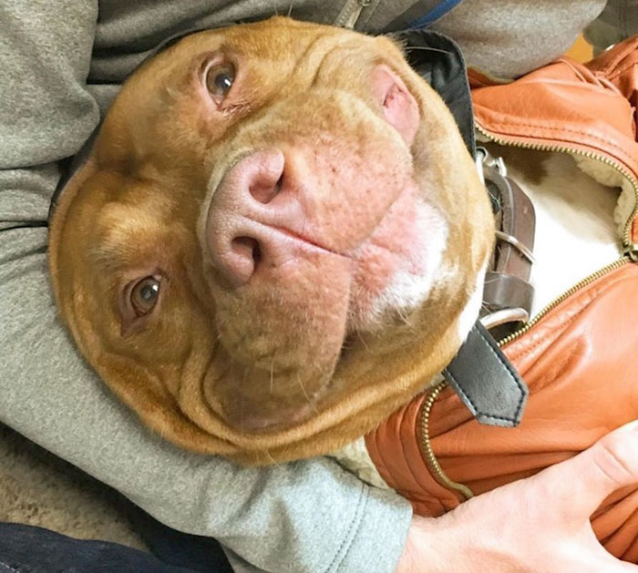 rescued-smiling-pitbull-meaty-4