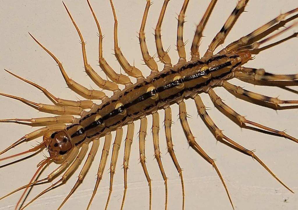 house-centipede-scutigera-coleoptrata-picture