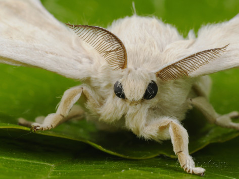 fabio-pupin-silk-moth-adult-male-bombyx-mori