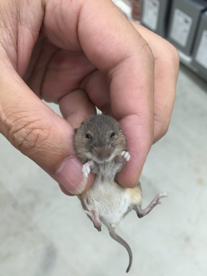 xctjfsq8viaaanh9-728x971-jpg-pagespeed-ic-rshvki2igr