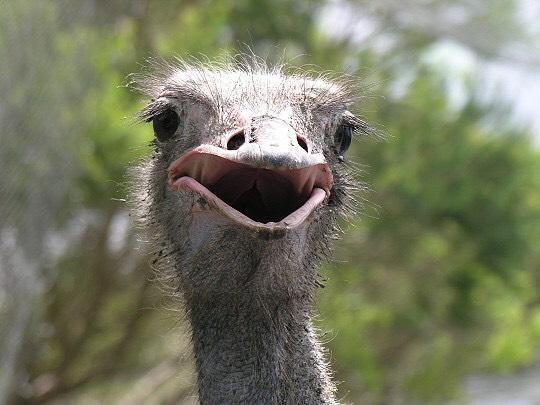 她鼓起勇氣跟曖昧學長 霸氣傳line告白 10秒後讓網友都同情爆了 她鼓起勇氣跟曖昧學長 霸氣傳line告白 10秒後讓網友都同情爆了