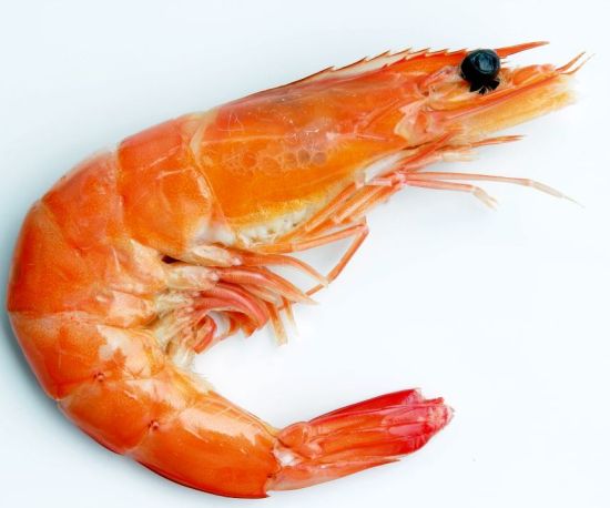 shrimp1_1