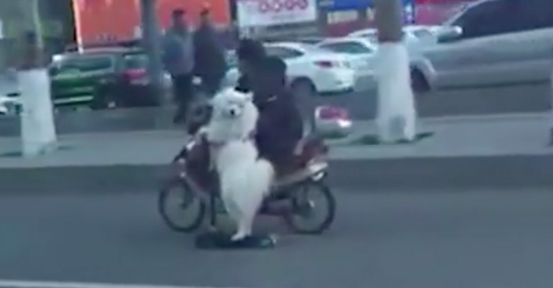 dog-ride