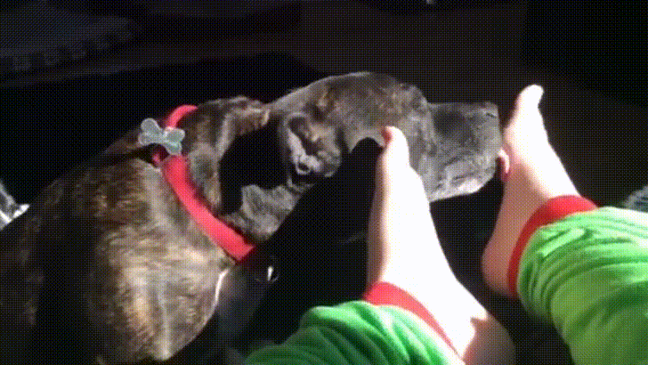 Dog Licking Dick